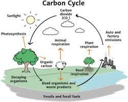 Carbon cycle.png