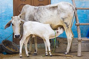Mother's Love Cow & Calf.jpg