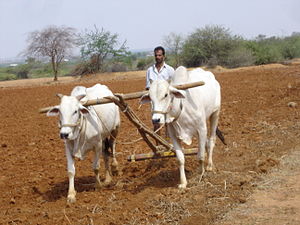 Mahabubnagar District farmer.jpg