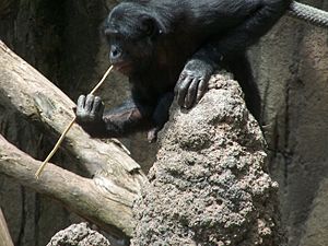 A Bonobo fishing for termites