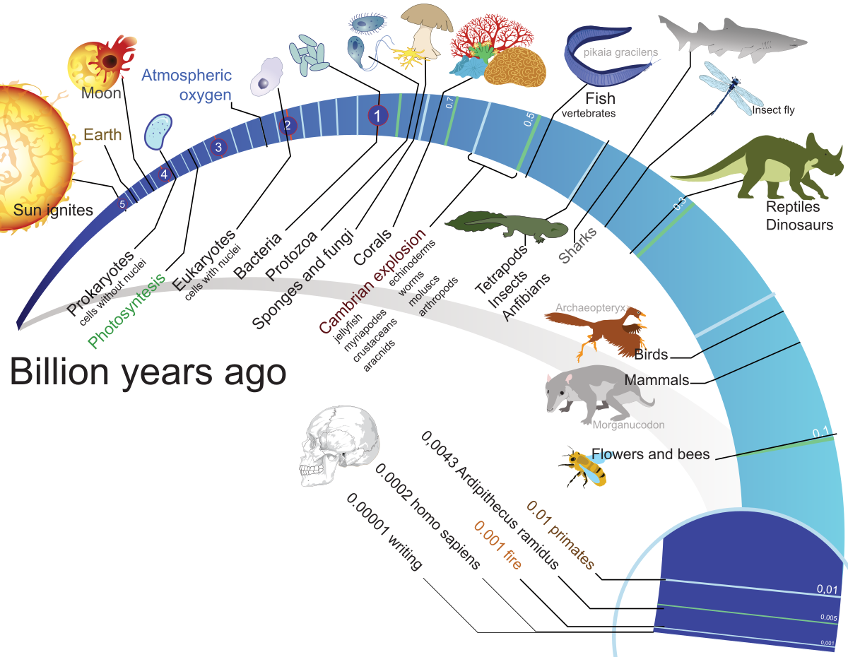 File:Timeline Evolution Of Life.svg - Open Educational Resources