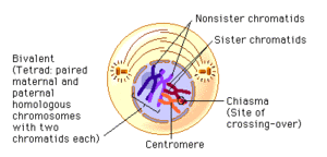 Prophase 1.gif