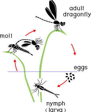 Lifecycle dragonfly.png